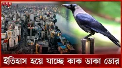 ঢাকা থেকে কেন হারিয়ে যাচ্ছে কাক? | Dhaka News | Crow | Morning | Getting Lost | Somoy TV ঢাকা থেকে কেন হারিয়ে যাচ্ছে কাক? | Dhaka News | Crow | Morning | Getting Lost | Somoy TV