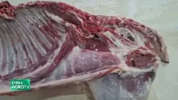 Iași, primii miei în piețele din oraș 01 04 2026