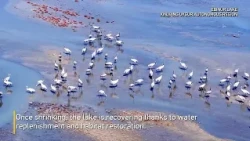 🐦Более 200 видов птиц нашли пристанище на озере в Синьцзяне