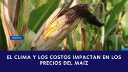 El clima y los costos impactan en los precios del maíz