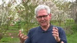 Baarlo in bloei: Japanse sferen door 200 sakurabomen