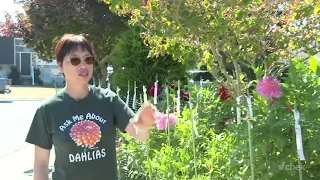 Saanich gardener hopes to win top spot for largest dahlia bloom