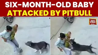 Six-Month-Old Infant Attacked By Pit Bull In Sonipat, CCTV Footage Surfaces | Viral Video | Haryana