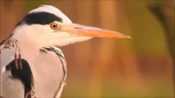 Koude Proosdijvijver (Natuurlijk! 12-01-2026)