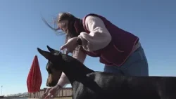 Perry dog handler says Westminster was 'chance of a lifetime' despite not bringing prize home