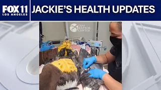 Big Bear eagle Jackie improving despite previously in critical condition