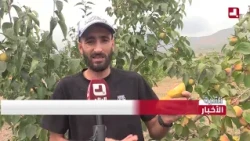 "The Longevity Fruit".. #Watch a farmer create a success story growing persimmons