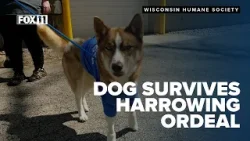 Dog recovering after falling 30 feet, being shot