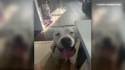 Metro East family says video captured 3 dogs who broke through fence and killed their dog