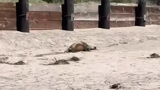 Growing number of sick sea lions reported along Northern California beaches