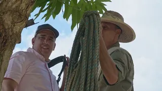 This Is What a Zapote Farm Is Like in Antioquia | The Countryside According to Tano | Teleantioquia