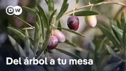 El secreto de un buen aceite de oliva El secreto de un buen aceite de oliva