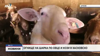 RM TV: Огнище на шарка по овце и кози в Хасковско