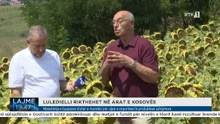 Fermerët investojnë në kulturën e lulediellit, synohet rritja e prodhimit vendor