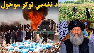 فرمان؛ د نشه‌يي توکو د سوځولو په اړه د ا.ا د مشرتابه حکم