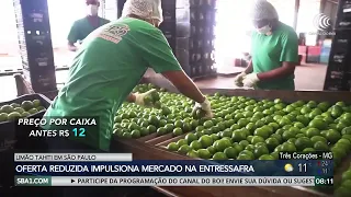 Reduced Tahiti lime supply in São Paulo boosts off-season market
