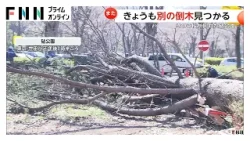世田谷の砧公園でまた倒木　前日には70代女性が桜の木の下敷きになりケガする事故（2026年03月08日）