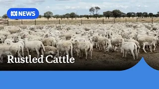 More than 5,000 sheep worth $1.7 million stolen in heart of Queensland | ABC NEWS