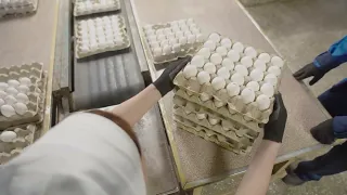 Egg processed exports hit record high in July | News Roundup