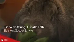 Tiervermittlung: Für alle Felle vom 06.03.2026