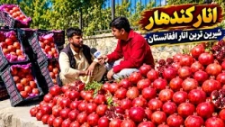 Kandahar Pomegranates: The Taste of Afghanistan's fruit / انار کندهار؛ طعم شیرین میوه افغانستان