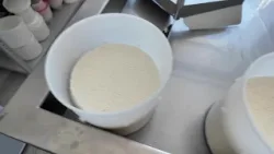 Сыры под микроскопом: исследуют продукцию от местных пород коров