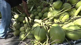 Agro Facts - Coconut Production in La Libertad