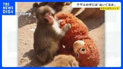 “ぬいぐるみがお母さん”の子ザル、パンチ君がSNSで話題「＃がんばれパンチ」来園者倍増　母ザルが育児放棄で　千葉県・市川市動植物園｜TBS NEWS DIG