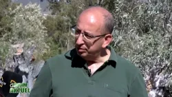 Yeniköy ve Kemerköy Enerji’nin misafiri oluyoruz, taşınan zeytin ağaçlarını yerinde görmeye geldik.