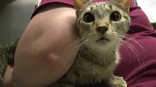 Smitten with kittens