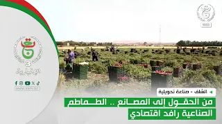 Chlef - Processing Industry | From Fields to Factories.. Industrial Tomatoes as an Economic Driver