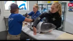Delfin-Hotel pflegt kranke Schweinswale gesund - Jaenicke unterstützt Spendenprojekt | ntv