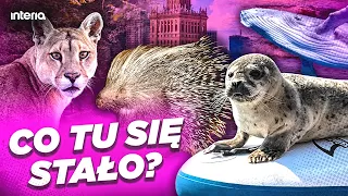 UNBELIEVABLE THAT THIS IS IN POLAND! Vacation like a safari | WHAT HAPPENED HERE?
