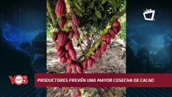 Río San Juan cocoa producers forecast higher harvest in the coming months