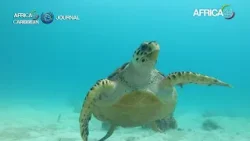 Afrique - Barbade : l'île aux atouts culturels et économiques