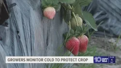 Strawberry growers across Tampa Bay monitor cooler temperatures to protect crop