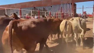 Cattle exports through the Agua Prieta port of entry increase to 900 head scheduled