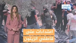 Burning and uprooting trees, and assaults.. Settlers pursue olive harvesters in the West Bank - A...