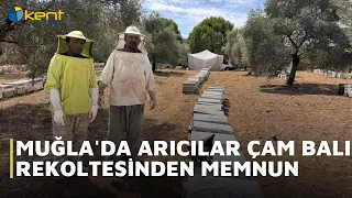 BEEKEEPERS IN MUGLA ARE SATISFIED WITH THE PINE HONEY HARVEST