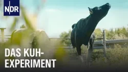 Reupload: Hochleistungs-Milchvieh - Wie viel Instinkt steckt in der Kuh?  | Doku | NDR Story