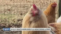 W.H.O wants more bird flu monitoring — and other health news