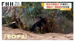 階段を埋め尽くすほどの犬 住宅に80匹超の犬と猫放置 適切な世話を怠った男に有罪判決 ほとんどが新しい飼い主のもとへ イギリス（2026年10月09日）