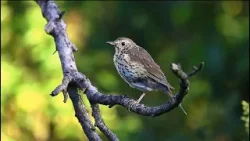 Krónika: Év madara 2026 (2026.01.09.)