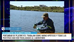 Mortandad de pejerreyes en Valle Fértil: Trabajan sobre varias hipótesis