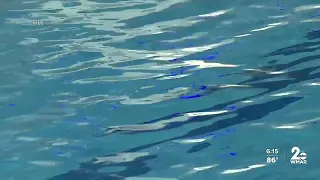 Three children drown in Maryland ahead of July Fourth holiday