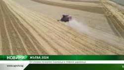 ЖЪТВА 2024: ЕК очаква по-малко пшеница и повече царевица