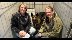 Zo gaat het nu met de herder die op de snelweg liep: 'Bang maar lief beestje' Zo gaat het nu met de herder die op de snelweg liep: 'Bang maar lief beestje'