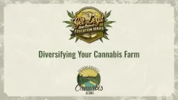 Get Legit - Diversifying Your Cannabis Farm