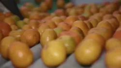 Giro de Notícias | No Paraná, produtores de tangerina ponkan iniciam a colheita | Canal Rural