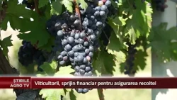 Wine growers, financial support for crop insurance
